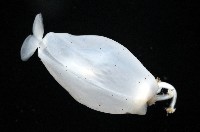 瓦爾迪瓦紡錘魷藏品圖，第8張