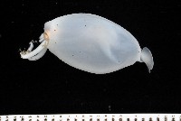 瓦爾迪瓦紡錘魷藏品圖，第9張