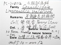 瓦爾迪瓦紡錘魷藏品圖，第12張