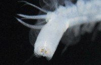 未知種多鱗蟲藏品圖，第3張