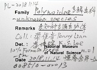 未知種多鱗蟲藏品圖，第12張