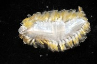 粗糙雙指鱗蟲藏品圖，第3張