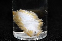 粗糙雙指鱗蟲藏品圖，第8張