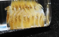 粗糙雙指鱗蟲藏品圖，第9張