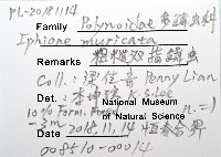 粗糙雙指鱗蟲藏品圖，第12張