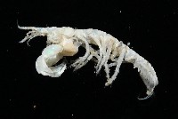 未知種端足類藏品圖，第2張