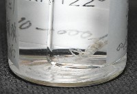 未知種端足類藏品圖，第6張