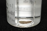 羅斯垂鎧茗荷藏品圖，第6張