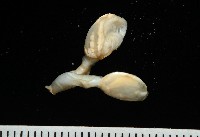 斧板茗荷藏品圖，第8張