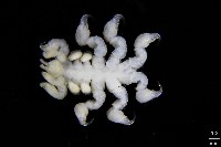 鯨虱的一種藏品圖，第3張