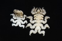 鯨虱的一種藏品圖，第4張