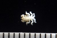 鯨虱的一種藏品圖，第5張