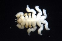 鯨虱的一種藏品圖，第6張