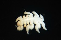 鯨虱的一種藏品圖，第7張