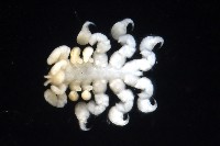 鯨虱的一種藏品圖，第8張