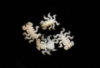 鯨虱的一種藏品圖，第9張