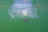 未知種海月水母藏品圖，第2張