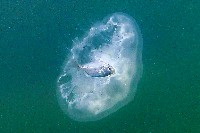 未知種海月水母藏品圖，第3張