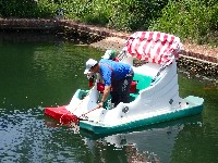 未知種海月水母藏品圖，第4張