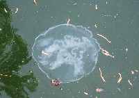 未知種海月水母藏品圖，第5張
