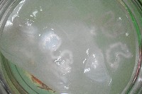 未知種海月水母藏品圖，第6張