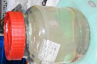 未知種海月水母藏品圖，第7張