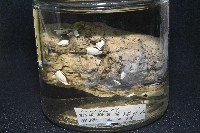 鵝茗荷藏品圖，第2張
