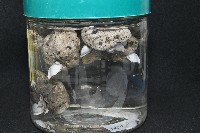 鵝茗荷藏品圖，第2張