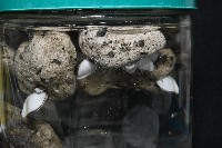 鵝茗荷藏品圖，第3張