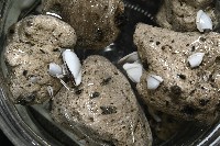 鵝茗荷藏品圖，第6張