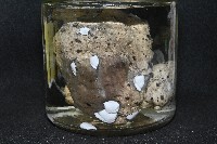 鵝茗荷藏品圖，第4張