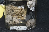鵝茗荷藏品圖，第7張