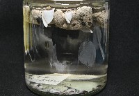 鵝茗荷藏品圖，第1張