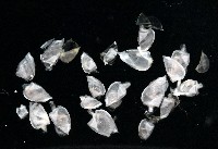 鵝茗荷藏品圖，第2張