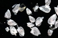 鵝茗荷藏品圖，第3張