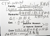 鵝茗荷藏品圖，第8張