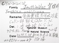 侏儒紫螺藏品圖，第4張