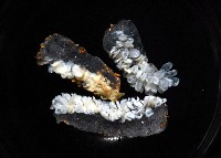 紫螺藏品圖，第2張