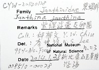 紫螺藏品圖，第4張