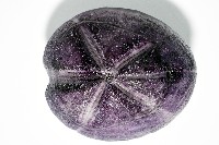 中華釜海膽藏品圖，第2張