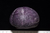 中華釜海膽藏品圖，第5張