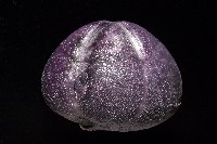 中華釜海膽藏品圖，第6張