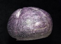 中華釜海膽藏品圖，第7張