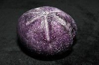 中華釜海膽藏品圖，第8張
