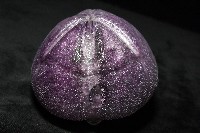中華釜海膽藏品圖，第9張