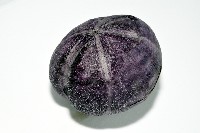 中華釜海膽藏品圖，第10張