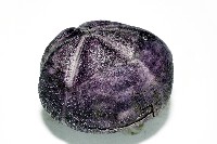 中華釜海膽藏品圖，第11張