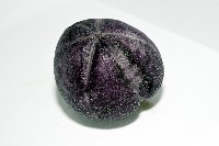 中華釜海膽藏品圖，第12張