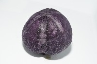 中華釜海膽藏品圖，第13張