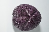 中華釜海膽藏品圖，第2張